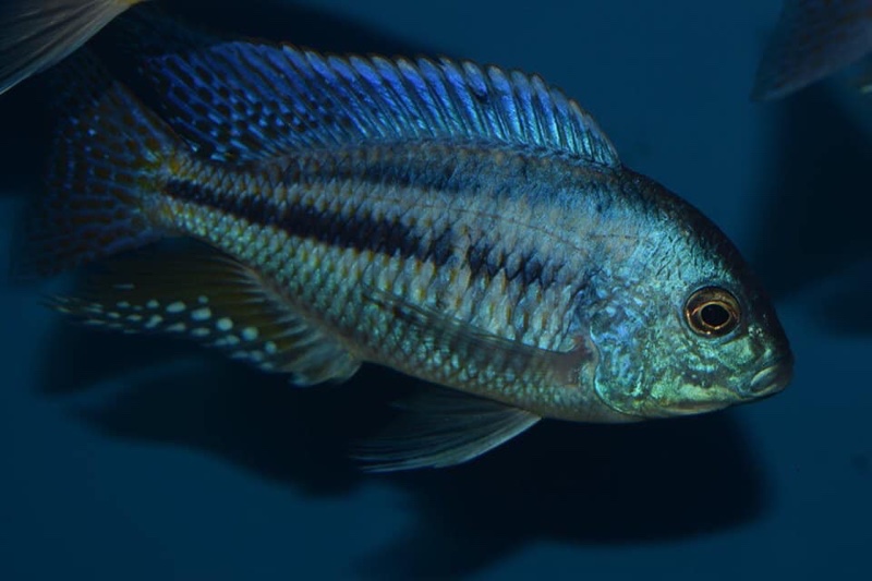 Chilotilapia rhoadesii